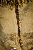 30105- Museum Grade Cyclobatis major Ray - Cretaceous Lebanon