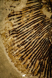 30105- Museum Grade Cyclobatis major Ray - Cretaceous Lebanon