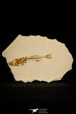 30106 - Beautiful 2.48 Inch Gasterosteus doryssus Fossil Fish Pliocene - Nevada