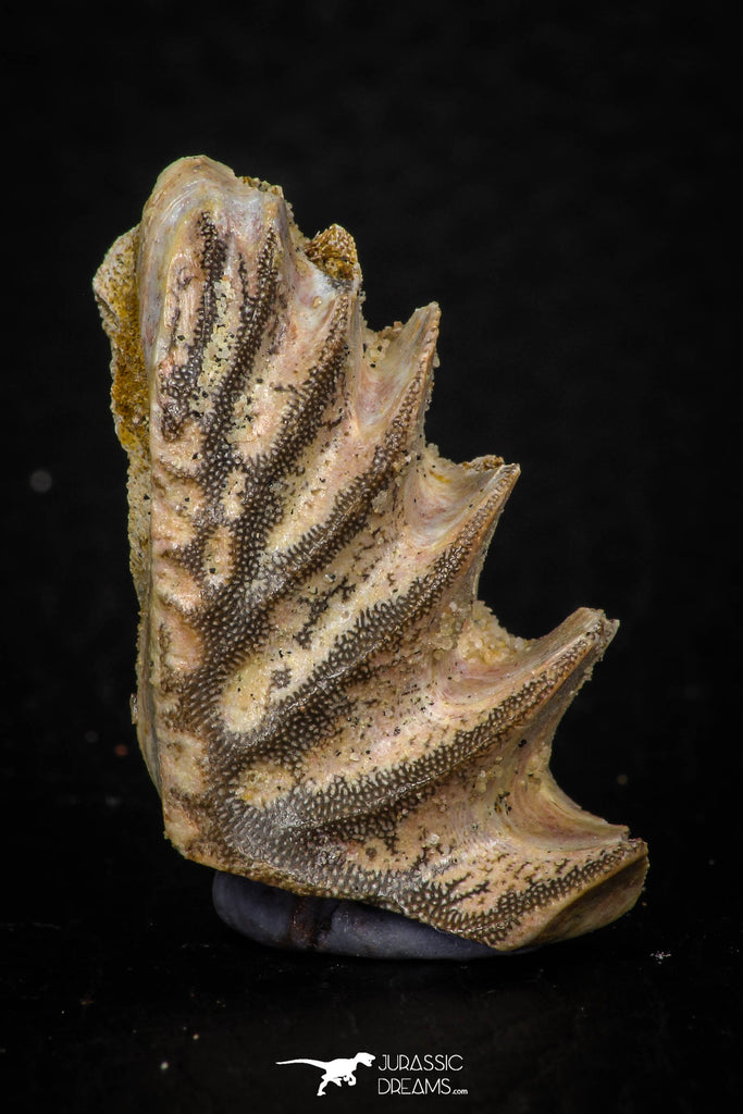 05465 - Rare 1.35 Inch Neoceratodus africanus Tooth From Kem Kem Basin