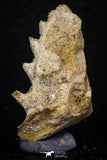 05465 - Rare 1.35 Inch Neoceratodus africanus Tooth From Kem Kem Basin