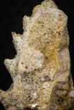 05465 - Rare 1.35 Inch Neoceratodus africanus Tooth From Kem Kem Basin
