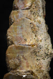 05465 - Rare 1.35 Inch Neoceratodus africanus Tooth From Kem Kem Basin