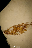 30106 - Beautiful 2.48 Inch Gasterosteus doryssus Fossil Fish Pliocene - Nevada