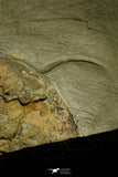 21093 - Unique Museum Grade Asaphid Trilobite With Preserved Antennae Ordovician Fezouata Fm