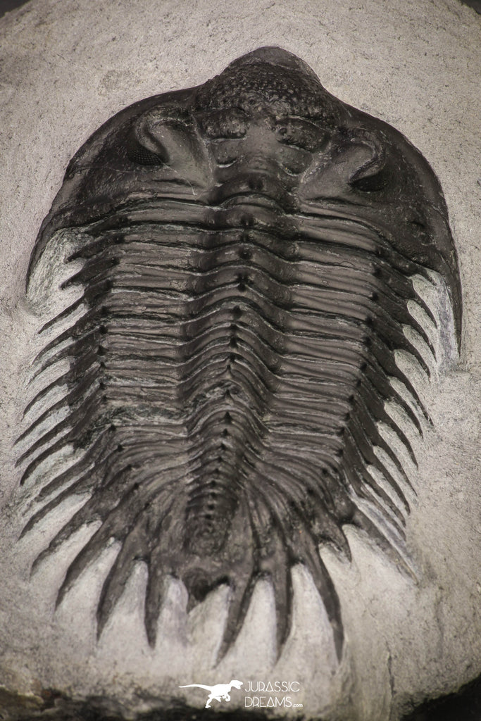 20037 - Outstanding Spiny 3.81 Inch Comura bultyncki Middle Devonian Trilobite