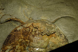 21093 - Unique Museum Grade Asaphid Trilobite With Preserved Antennae Ordovician Fezouata Fm