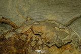 21093 - Unique Museum Grade Asaphid Trilobite With Preserved Antennae Ordovician Fezouata Fm