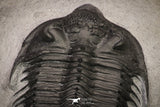 20037 - Outstanding Spiny 3.81 Inch Comura bultyncki Middle Devonian Trilobite