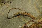 21093 - Unique Museum Grade Asaphid Trilobite With Preserved Antennae Ordovician Fezouata Fm