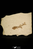 30107 - Top Quality 1.77 Inch Fundulus nevadensis Fossil Fish Pliocene - Nevada