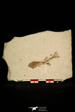 30107 - Top Quality 1.77 Inch Fundulus nevadensis Fossil Fish Pliocene - Nevada