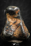 07118 - Taza (NWA 859) Iron Ungrouped Plessitic Octahedrite Meteorite 3.7g ORIENTED