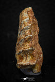 05466 - Rare 1.27 Inch Neoceratodus africanus Tooth From Kem Kem Basin