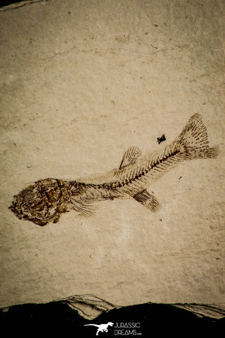 30107 - Top Quality 1.77 Inch Fundulus nevadensis Fossil Fish Pliocene - Nevada