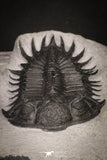 20037 - Outstanding Spiny 3.81 Inch Comura bultyncki Middle Devonian Trilobite