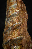 05466 - Rare 1.27 Inch Neoceratodus africanus Tooth From Kem Kem Basin