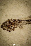 30107 - Top Quality 1.77 Inch Fundulus nevadensis Fossil Fish Pliocene - Nevada