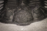 20037 - Outstanding Spiny 3.81 Inch Comura bultyncki Middle Devonian Trilobite
