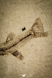 30107 - Top Quality 1.77 Inch Fundulus nevadensis Fossil Fish Pliocene - Nevada