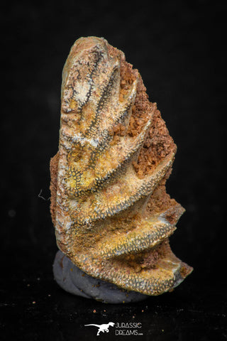 05467 - Rare 1.12 Inch Neoceratodus africanus Tooth From Kem Kem Basin