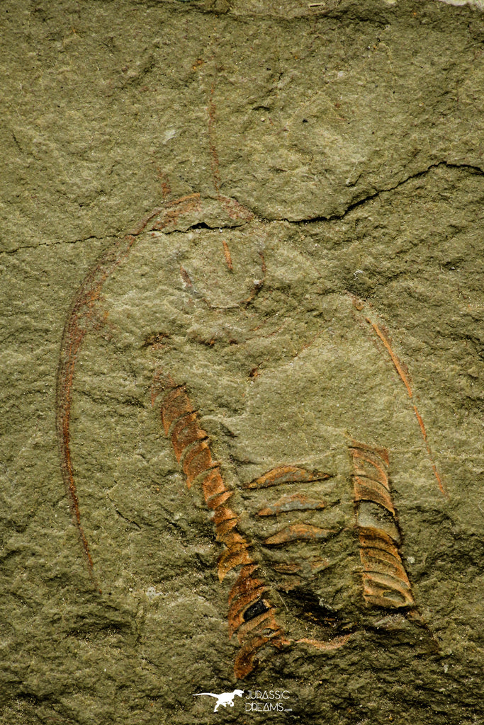 21094 - Museum Grade Apatokephalus cf. incisus with Preserved Antennae Lower Ordovician Trilobite