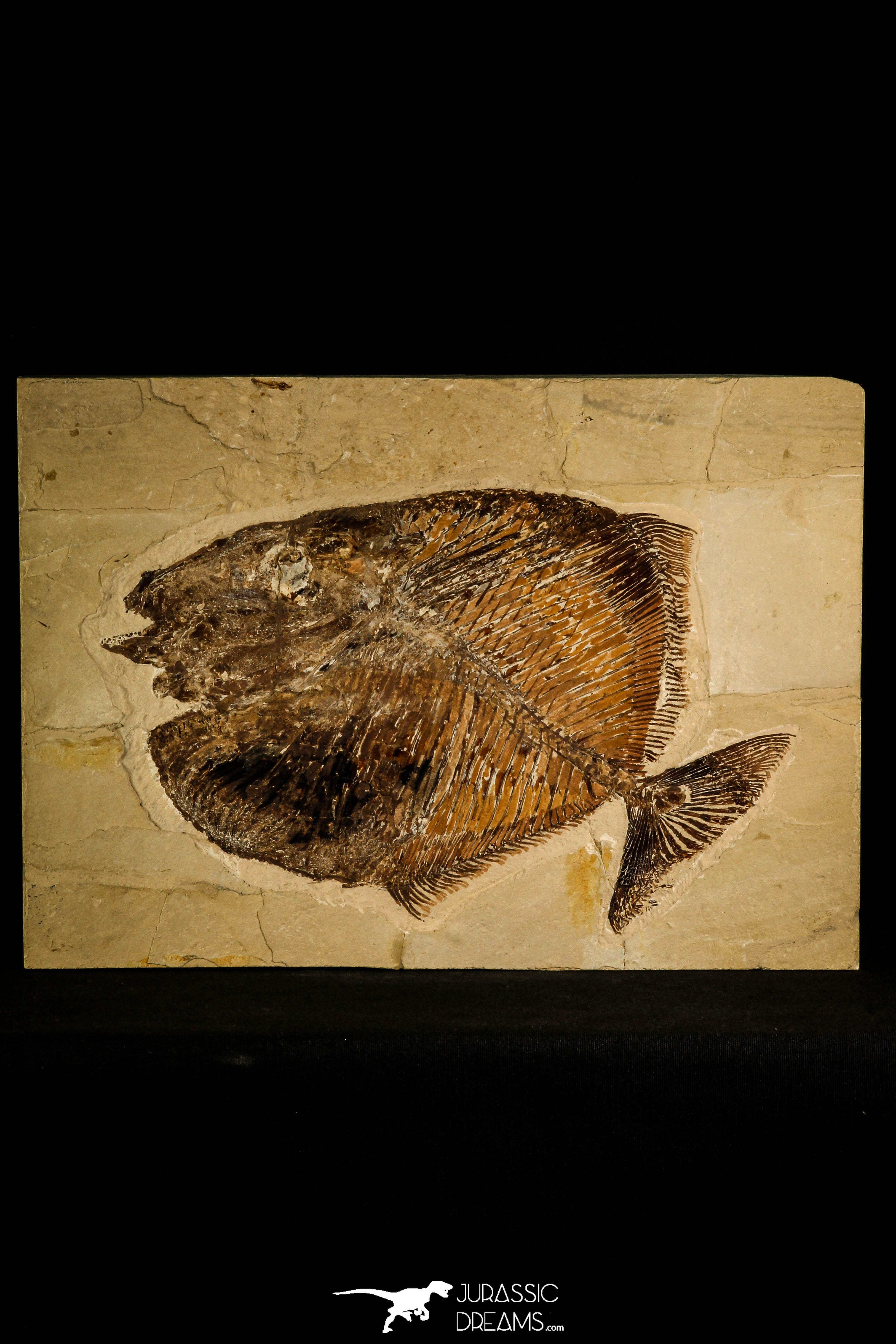 Museum Grade Paleobalistum goedeli Pycnodont Fish - Cretaceous Lebanon ...