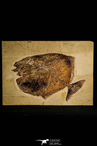 30108- Museum Grade Paleobalistum goedeli Pycnodont Fish - Cretaceous Lebanon