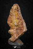 05467 - Rare 1.12 Inch Neoceratodus africanus Tooth From Kem Kem Basin