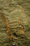 21094 - Museum Grade Apatokephalus cf. incisus with Preserved Antennae Lower Ordovician Trilobite