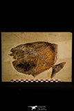 30108- Museum Grade Paleobalistum goedeli Pycnodont Fish - Cretaceous Lebanon