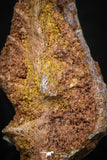05467 - Rare 1.12 Inch Neoceratodus africanus Tooth From Kem Kem Basin