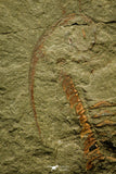 21094 - Museum Grade Apatokephalus cf. incisus with Preserved Antennae Lower Ordovician Trilobite