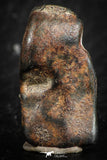 07119 - Taza (NWA 859) Iron Ungrouped Plessitic Octahedrite Meteorite 5.5g ORIENTED