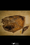 30108- Museum Grade Paleobalistum goedeli Pycnodont Fish - Cretaceous Lebanon