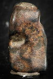 07119 - Taza (NWA 859) Iron Ungrouped Plessitic Octahedrite Meteorite 5.5g ORIENTED