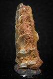 05467 - Rare 1.12 Inch Neoceratodus africanus Tooth From Kem Kem Basin