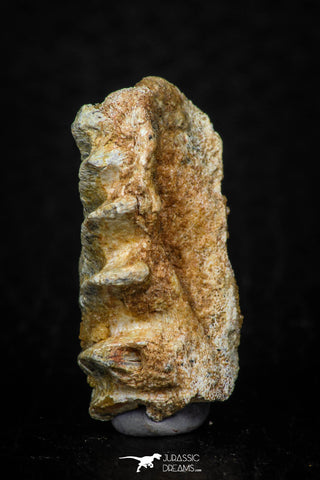 05468 - Beautiful Well Preserved Ceratodus humei Tooth From Kem Kem Basin