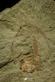 21094 - Museum Grade Apatokephalus cf. incisus with Preserved Antennae Lower Ordovician Trilobite