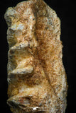 05468 - Beautiful Well Preserved Ceratodus humei Tooth From Kem Kem Basin