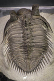 20038 - Tower Eyed 1.97 Inch Erbenochile issoumourensis Lower Devonian Trilobite