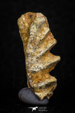05468 - Beautiful Well Preserved Ceratodus humei Tooth From Kem Kem Basin