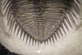 20038 - Tower Eyed 1.97 Inch Erbenochile issoumourensis Lower Devonian Trilobite
