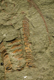 21094 - Museum Grade Apatokephalus cf. incisus with Preserved Antennae Lower Ordovician Trilobite