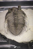 20038 - Tower Eyed 1.97 Inch Erbenochile issoumourensis Lower Devonian Trilobite