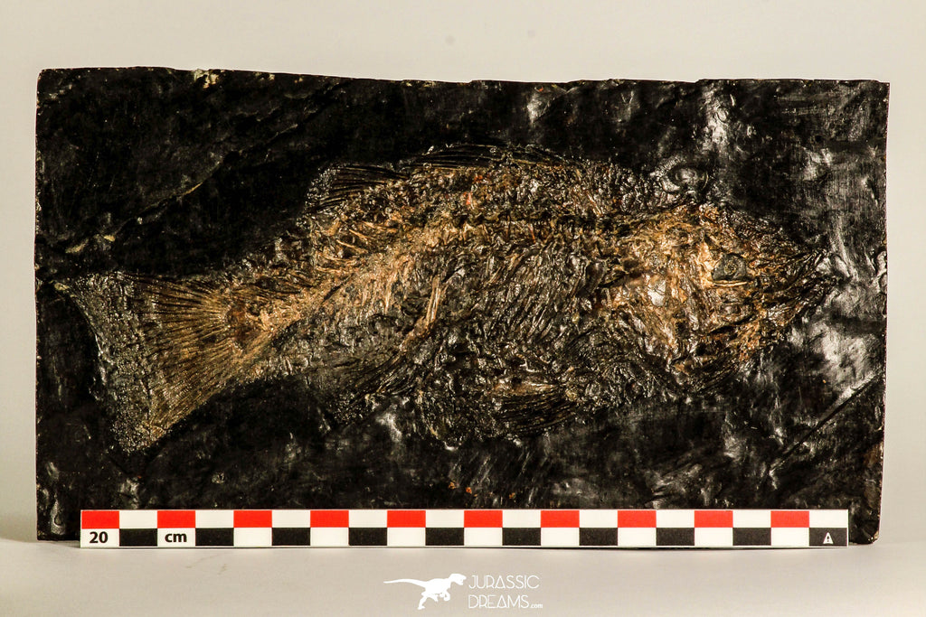 30109- Eocene 7.09 Inch Palaeoperca proxima Fossil Fish - Messel Shale
