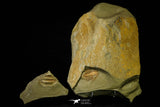 21095 - Top Rare Megistapis (Ekeraspis) cf filacovi Trilobite Lower Ordovician Fezouata Fm