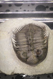 20038 - Tower Eyed 1.97 Inch Erbenochile issoumourensis Lower Devonian Trilobite