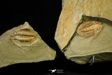 21095 - Top Rare Megistapis (Ekeraspis) cf filacovi Trilobite Lower Ordovician Fezouata Fm