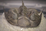 20038 - Tower Eyed 1.97 Inch Erbenochile issoumourensis Lower Devonian Trilobite